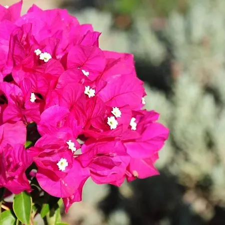 Glyfada Veranda With Sea View Apartment
